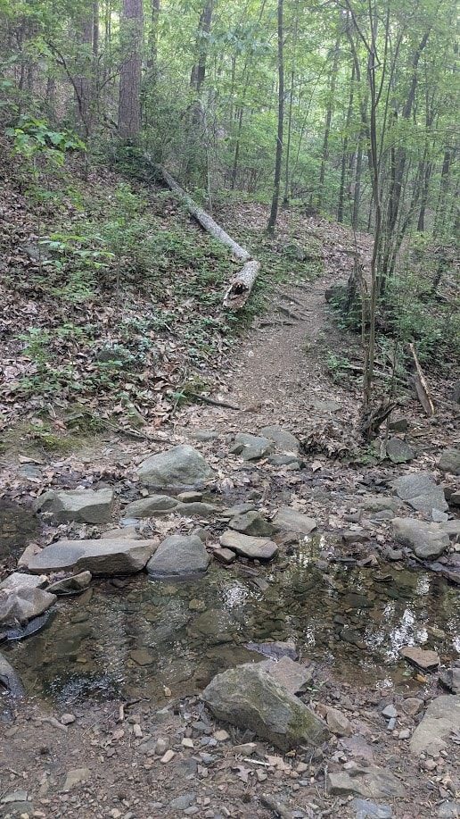 A rocky singletrack trail winding through the woods